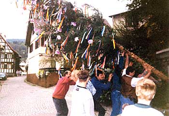 Maibaumstellen