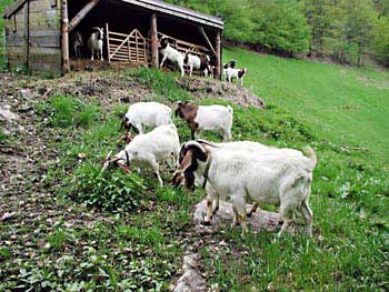 Almauftrieb im Latschigbachtal