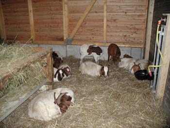Die spätere Bewohner des neuen Schafstalles, Muttertiere mit ihren Lämmern und Ziegen, fühlen sich heute schon wohl.