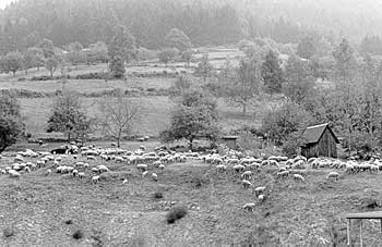 Schafe sind in Weisenbach wieder unterwegs