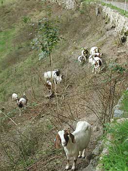 Die vierbeinige Landschaftspfleger im Latschigbachtal