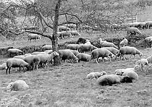 Die Schafe als Landschaftspfleger in Weisenbach