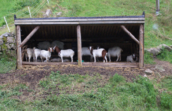 Ziegen im Latschigbachtal