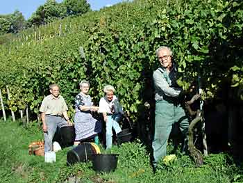 Hobbywinzer bei der Weinlese