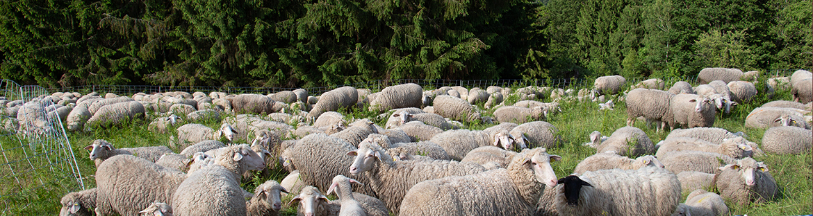 Impressionen aus Weisenbach